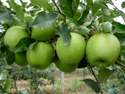 رشد ۶ درصدی تولیدات باغی در کشور