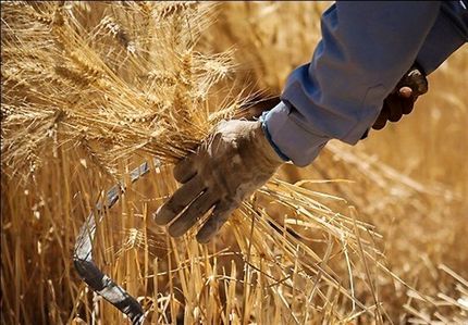 فردا، خرید تضمینی گندم آغاز می‌شود