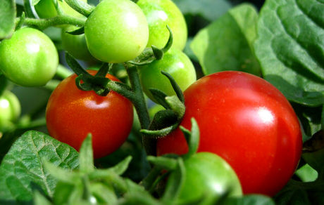 نخستین کشت موفقیت‌آمیز سبزیجات روی خاک ماه و مریخ