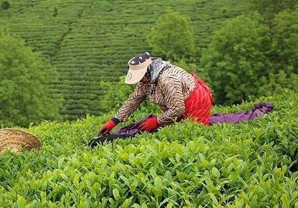 تولید بیش از ۳۳ هزار تن چای خشک از محصول برگ سبز گیلان و مازندران