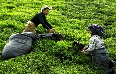 خریداری ۹۴ هزار تن برگ سبز چای از چایکاران شمال کشور