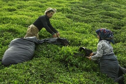 خریداری ۹۴ هزار تن برگ سبز چای از چایکاران شمال کشور