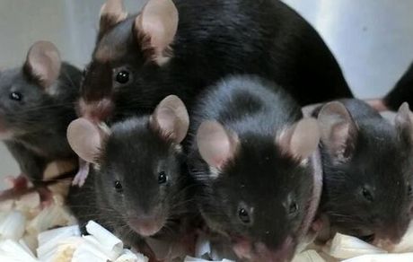 تولد موش‌های سالم از اسپرم‌هایی که ۶ سال در فضا بودند!