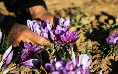 ۸۰ درصد زعفران تولیدی کشور، صادراتی است