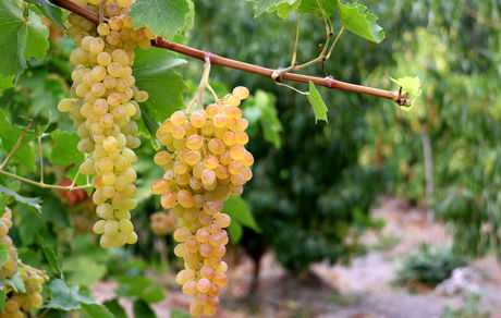 افزایش ۳۸ درصدی برداشت انگور در میاندوآب