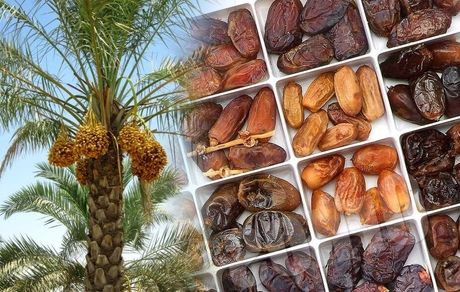 برداشت ۱۲ هزار تن خرما در استان سیستان و بلوچستان