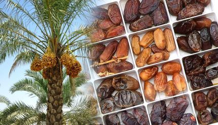 برداشت ۱۲ هزار تن خرما در استان سیستان و بلوچستان