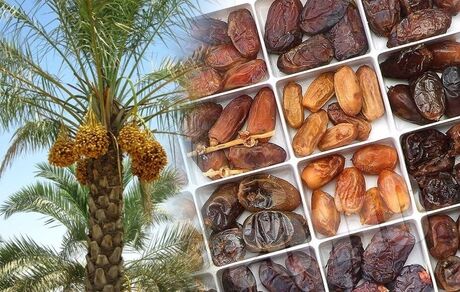 برداشت ۱۲ هزار تن خرما در استان سیستان و بلوچستان