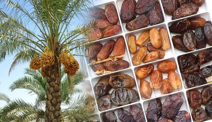 برداشت ۱۲ هزار تن خرما در استان سیستان و بلوچستان