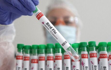 تاکنون مورد انسانی آنفلوانزای پرندگان H5N1 در کشورمان گزارش نشده است