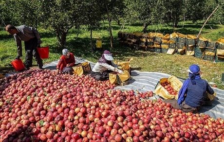 آغاز برداشت سیب در مهاباد