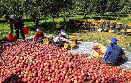 آغاز برداشت سیب در مهاباد