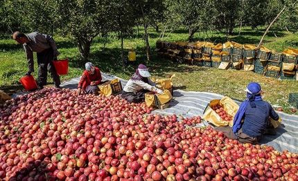آغاز برداشت سیب در مهاباد