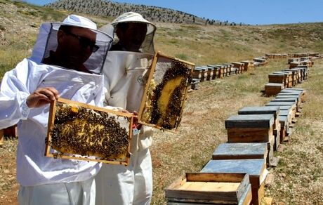 تولید ۲۱هزار تن عسل در آذربایجان غربی 