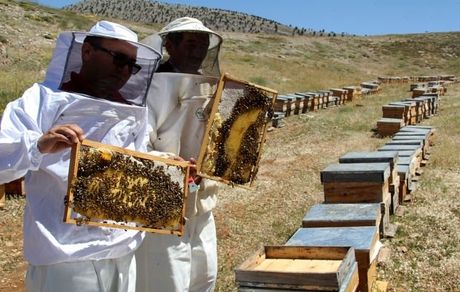 تولید ۲۱هزار تن عسل در آذربایجان غربی 