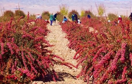 برای قطع دست دلالان، زرشک در استان خراسان جنوبی خرید توافقی می‌شود