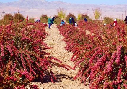 برای قطع دست دلالان، زرشک در استان خراسان جنوبی خرید توافقی می‌شود