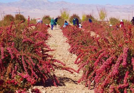 برای قطع دست دلالان، زرشک در استان خراسان جنوبی خرید توافقی می‌شود