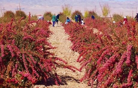 برای قطع دست دلالان، زرشک در استان خراسان جنوبی خرید توافقی می‌شود
