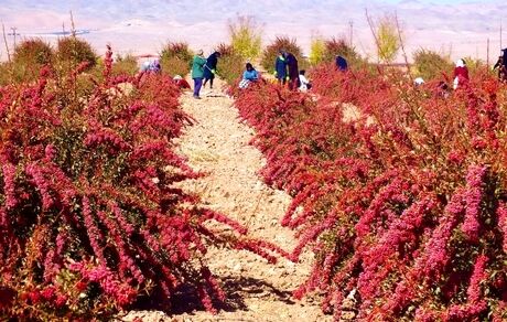 برای قطع دست دلالان، زرشک در استان خراسان جنوبی خرید توافقی می‌شود