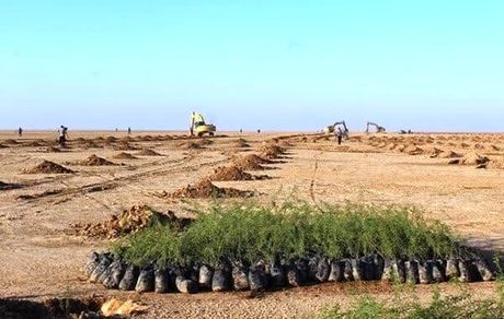 طرح کاشت یک میلیارد درخت در ایران در چهار سال شدنی نیست