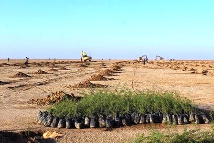 طرح کاشت یک میلیارد درخت در ایران در چهار سال شدنی نیست