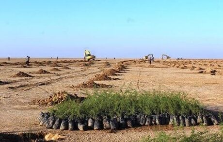 طرح کاشت یک میلیارد درخت در ایران در چهار سال شدنی نیست