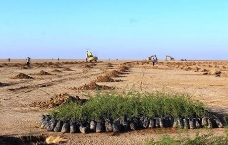 طرح کاشت یک میلیارد درخت در ایران در چهار سال شدنی نیست