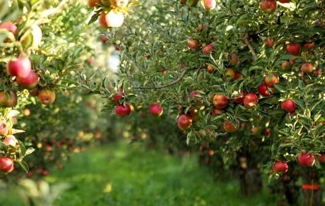 قیمت تضمینی محصولات باغی اعلام شد