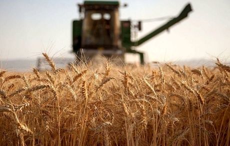 رشد ۳۲ درصدی میزان خرید تضمینی گندم نسبت به سال گذشته