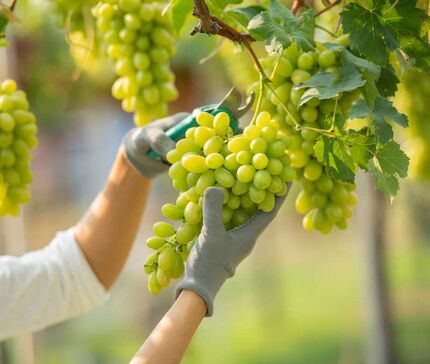 آغاز برداشت ۱۸۰ هزار تن انگور در استان آذربایجان‌غربی