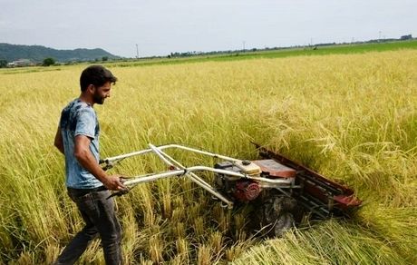آغاز برداشت برنج در استان قزوین