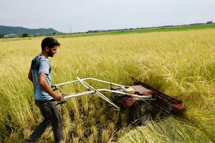 آغاز برداشت برنج در استان قزوین