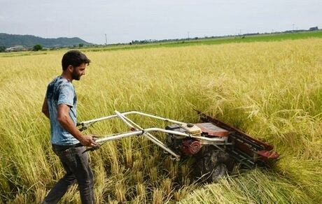 آغاز برداشت برنج در استان قزوین