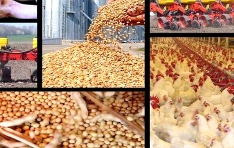 تاخیر ۴۰روزه در ارسال نهاده ها/ توزیع مرغ منجمد به تولید آسیب می زند