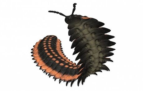 پیدا شدن فسیل هزارپای غول پیکر متعلق به ۳۲۶ میلیون سال قبل