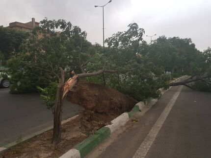 سقوط درختان، یک جاده را مسدود کرد