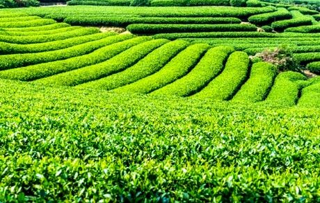 ثبت رکورد تولید چای در کشور