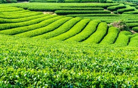 ثبت رکورد تولید چای در کشور