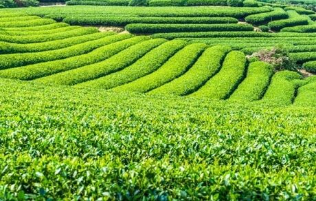 ثبت رکورد تولید چای در کشور