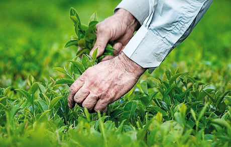 آغاز برداشت برگ سبز چای