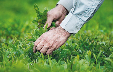 آغاز برداشت برگ سبز چای