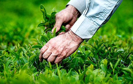 آغاز برداشت برگ سبز چای