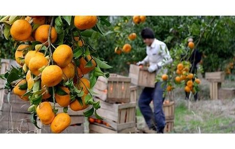یک چهارم باغات مرکبات در ساری به نارنگی اختصاص دارد