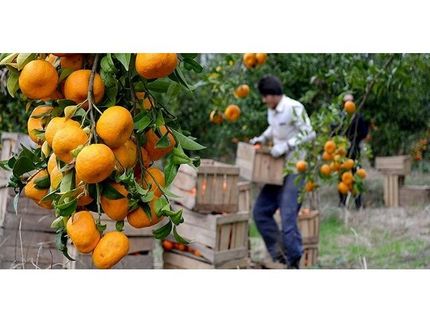یک چهارم باغات مرکبات در ساری به نارنگی اختصاص دارد