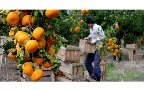 یک چهارم باغات مرکبات در ساری به نارنگی اختصاص دارد