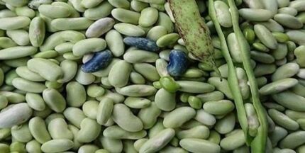 برداشت پاچ باقلا در استان گیلان آغاز شد