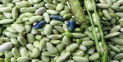 برداشت پاچ باقلا در استان گیلان آغاز شد