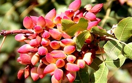 آغاز برداشت پسته در استان آذربایجان‌غربی