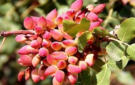 آغاز برداشت پسته در استان آذربایجان‌غربی